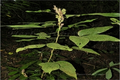 Flemingia stricta